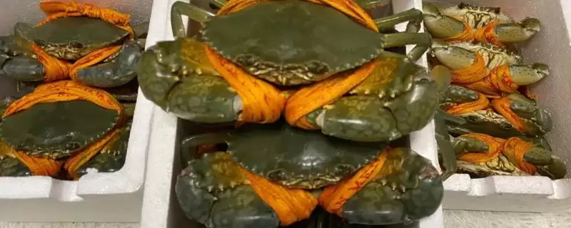 三门青蟹何时最肥美？了解三门青蟹肥美时期要知晓哪些季节特点？-会东网