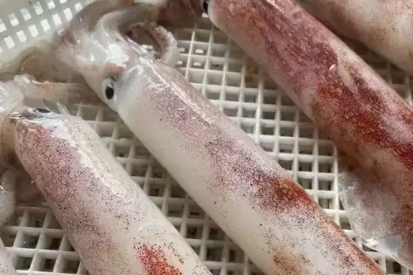 图片[2]-区分鱿鱼母和鱿鱼的方法和重点？区分鱿鱼母和鱿鱼要做好哪些细节？-会东网