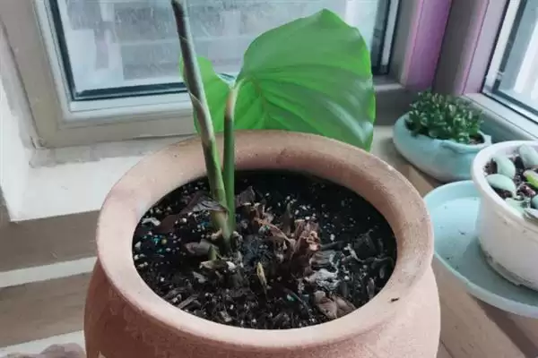 青苹果竹芋怎么养爆盆,在生长期每周施加一次稀薄的有机肥插图2 青苹果竹芋怎么养爆盆,在生长期每周施加一次稀薄的有机肥插图2