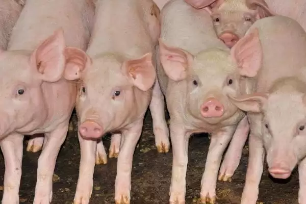 管理新入栏仔猪的方法和重点？养猪要做好哪些新成员融入细节？插图1