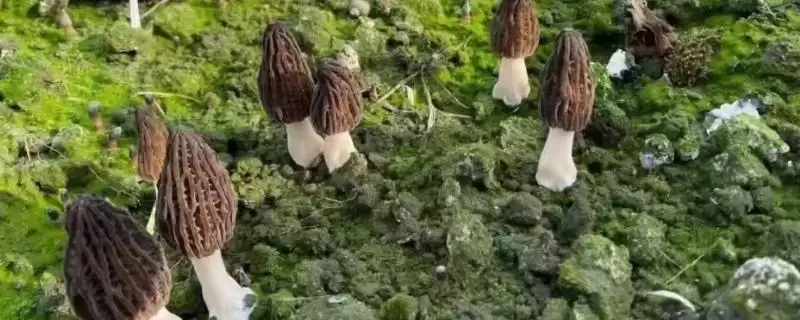 农村珍稀食用菌品种探秘：5种前景大好的种植选择-会东网