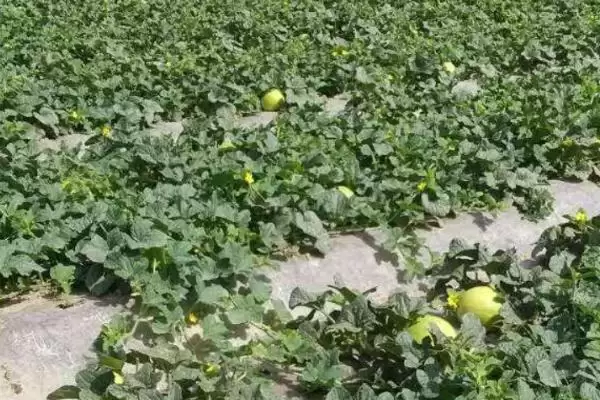 了解甜瓜炭疽病危害的方法和重点？认识甜瓜炭疽病要做好哪些细节？插图4