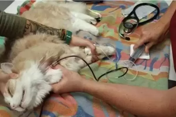 猫异常出血的原因有哪些呢 ,猫血小板异常或血管病致异常出血插图4