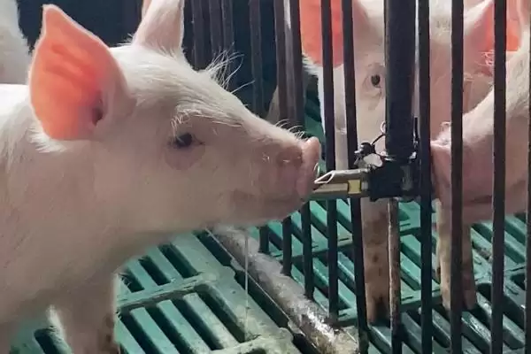 治疗小猪口蹄疫的方法和重点?养猪要做好哪些疫病治疗细节?插图3 治疗小猪口蹄疫的方法和重点?养猪要做好哪些疫病治疗细节?插图3