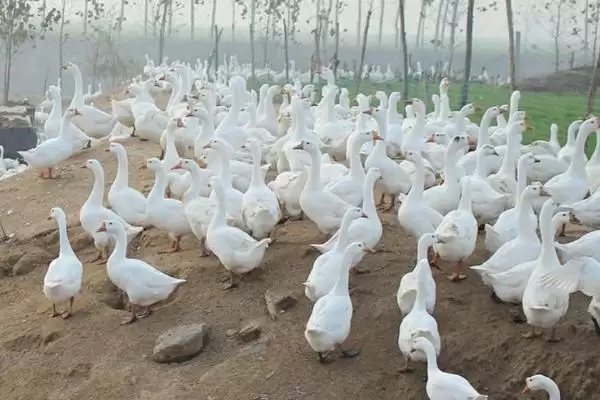 散养鹅饲养管理办法的方法和重点？散养鹅管理要做好哪些细节？插图1