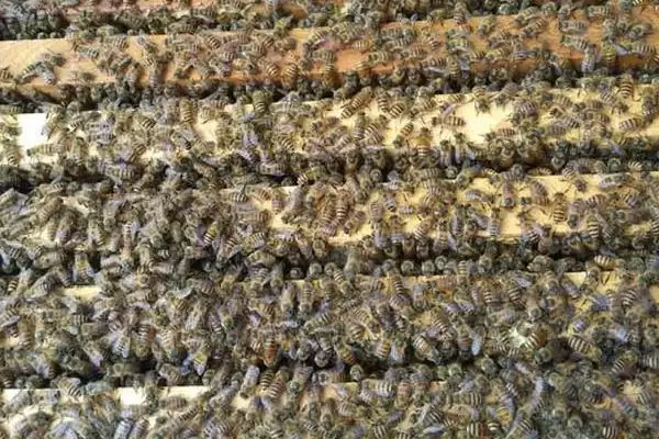 图片[6]-养中蜂的忌讳，最忌乱加巢脾-会东网