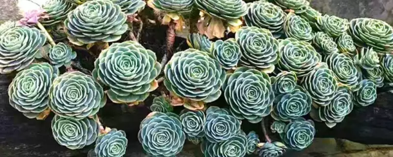 让玉蝶多肉度夏的方法和重点？让玉蝶多肉度夏要做好哪些细节？-会东网