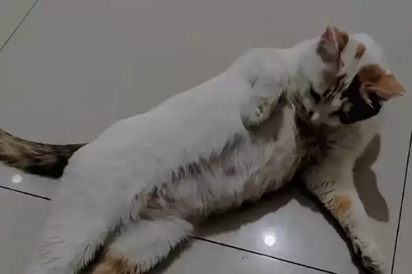 猫怀孕多少天会生产 ,猫的孕期时长是多久插图3 猫怀孕多少天会生产 ,猫的孕期时长是多久插图3