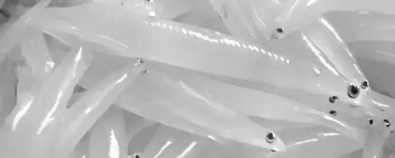 雷鱼的辐射问题 ,雷鱼在什么情况下会受辐射影响?-会东网