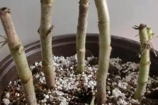 图片[6]-天竺葵在什么季节移栽？确定天竺葵移栽季节要考虑哪些生长周期和环境因素？-会东网