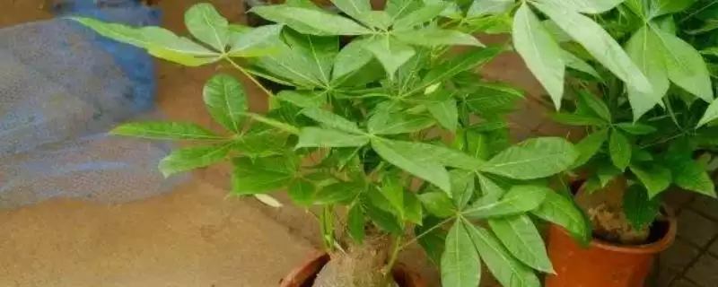 种植发财树的方法和要点？种植发财树要掌握哪些关键步骤？-会东网