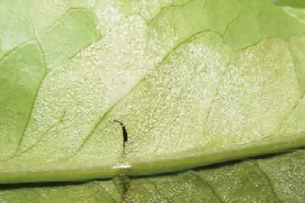 图片[3]-了解油麦菜霜霉病的方法和重点？了解油麦菜霜霉病要做好哪些细节？-会东网