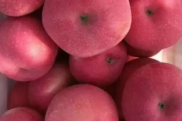哪里的红富士苹果最出名，烟台红富士苹果最出名插图2