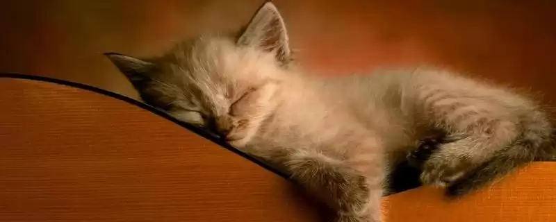 猫在几月份会开始发情呢 ,猫一般 6-12 月龄开始进入发情期-会东网