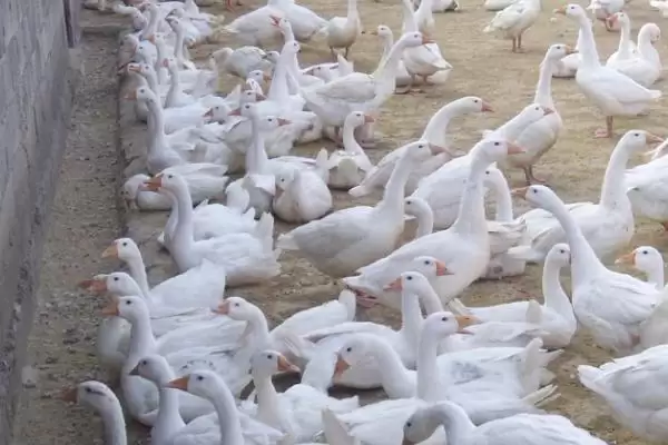 散养鹅饲养管理办法的方法和重点？散养鹅管理要做好哪些细节？插图5