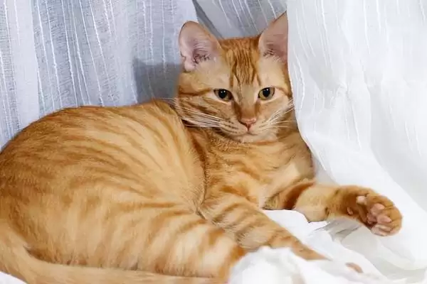 猫打喷嚏的原因是什么 ,哪些因素会导致猫打喷嚏插图3