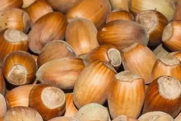 了解榛子的方法和重点？养猪与周边经济作物有哪些关联细节？插图2