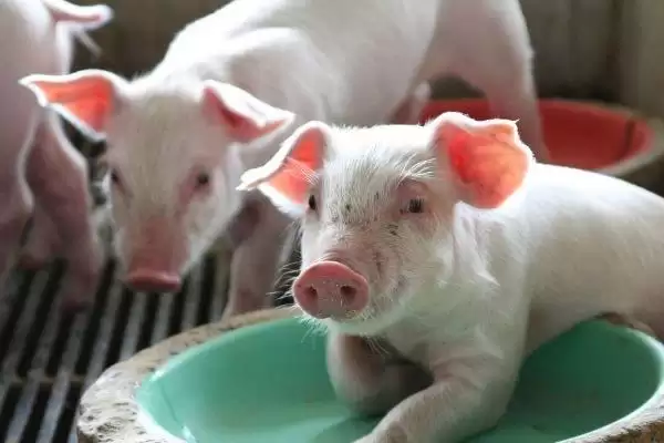 识别新生仔猪正常粪便状态的方法和重点?养猪要做好哪些健康观察细节?插图10 识别新生仔猪正常粪便状态的方法和重点?养猪要做好哪些健康观察细节?插图10