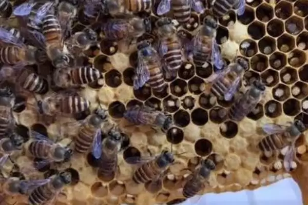 图片[3]-蜂王是如何产生的，分为自然分蜂王、自然交替王、急造王、人工王四种-会东网