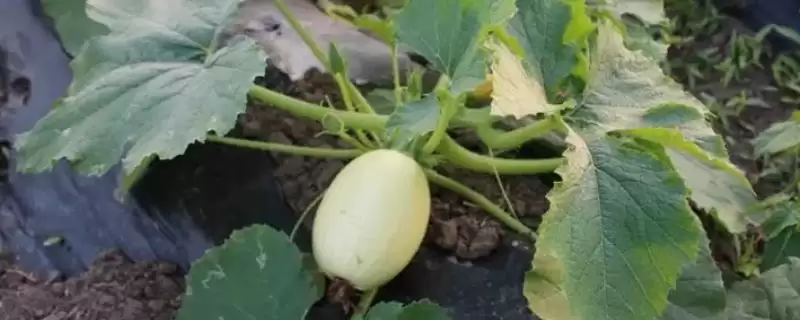 种植金丝绞瓜的方法和重点?种金丝绞瓜要做好哪些细节?-会东网