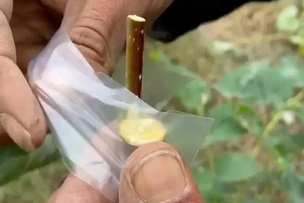 图片[4]-嫁接柿树的季节和方法 ,嫁接柿树在何时且有何方法-会东网