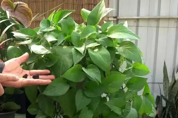 绿萝盆栽的养护方法有哪些 ,绿萝盆栽夏季如何养护插图5 绿萝盆栽的养护方法有哪些 ,绿萝盆栽夏季如何养护插图5