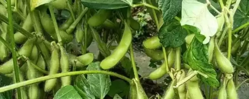 毛豆在生长中要怎么管理呢 ,毛豆分枝期需注意做好中耕除草-会东网