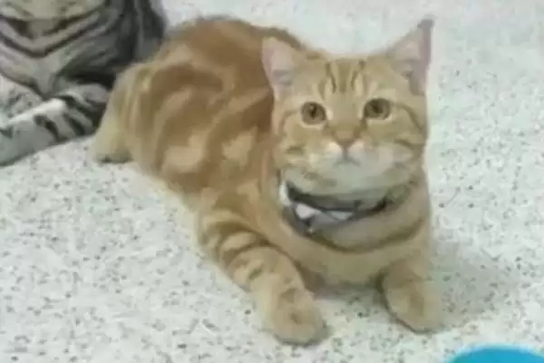 猫咪黑下巴怎么进行治疗 ,猫咪黑下巴可用盐水毛巾擦黑点插图2 猫咪黑下巴怎么进行治疗 ,猫咪黑下巴可用盐水毛巾擦黑点插图2