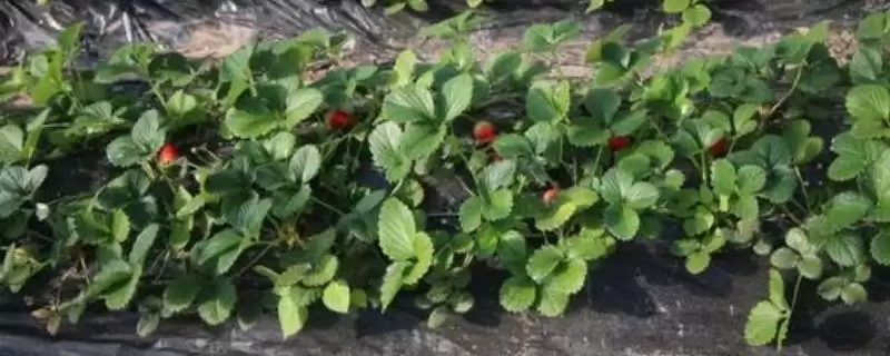 怎么种植草莓，可按照20厘米的穴距亩栽12000株-会东网