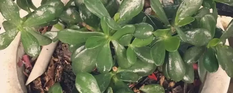 处理玉树变软问题的方法和重点？处理玉树变软问题要做好哪些细节？-会东网