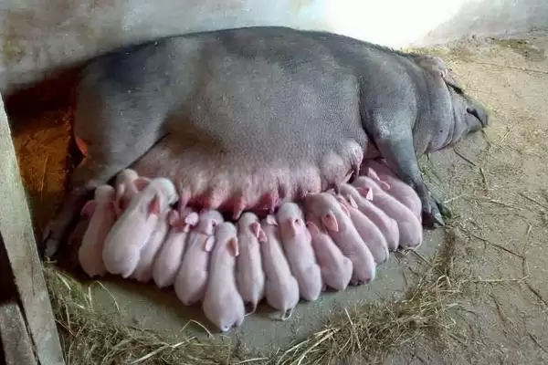 母猪难产应该如何进行处理呢,母猪难产时可采取驱赶助产等方式插图1