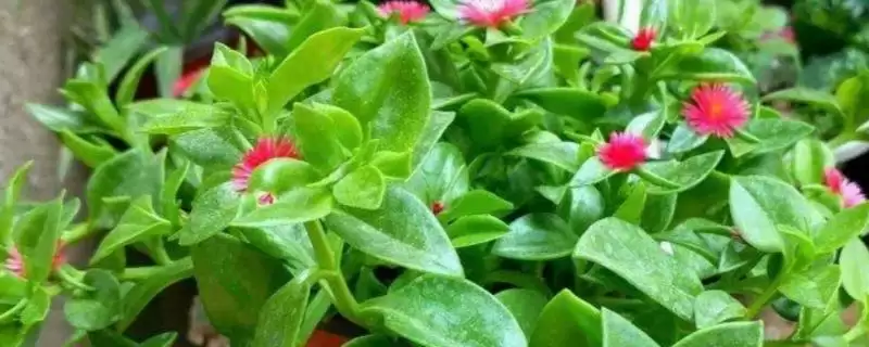 牡丹吊兰的养护方式是怎样的呢,牡丹吊兰养护可放于有充足散射光位置插图 牡丹吊兰的养护方式是怎样的呢,牡丹吊兰养护可放于有充足散射光位置插图