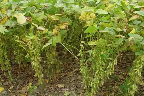 图片[6]-夏秋季避免烟粉虱蔓延的方法和要点？防治烟粉虱蔓延需注意什么？-会东网