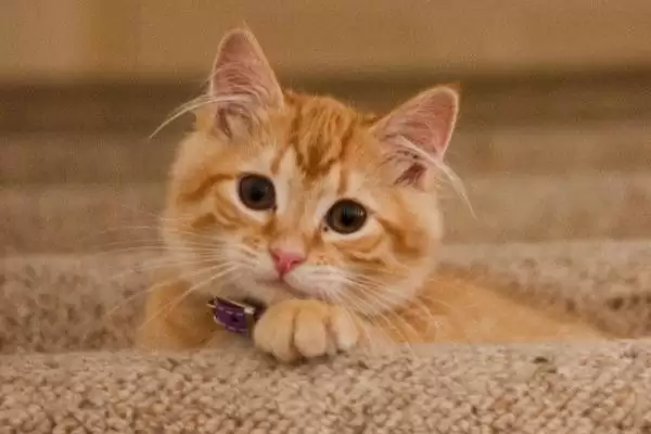 猫癣需完全痊愈才能打疫苗吗 ,猫癣不严重可直接接种疫苗插图3 猫癣需完全痊愈才能打疫苗吗 ,猫癣不严重可直接接种疫苗插图3