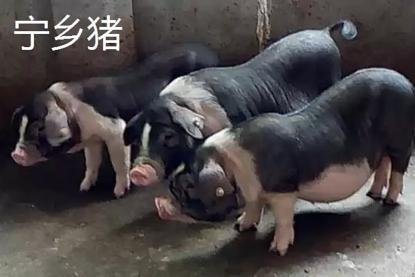 认识我国猪品种的方法和重点？养猪要做好哪些品种选择细节？插图3