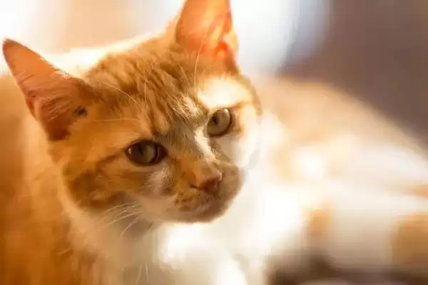 猫咪为什么会吐毛球呢 ,猫咪因毛难消化排出所以吐毛球插图2 猫咪为什么会吐毛球呢 ,猫咪因毛难消化排出所以吐毛球插图2