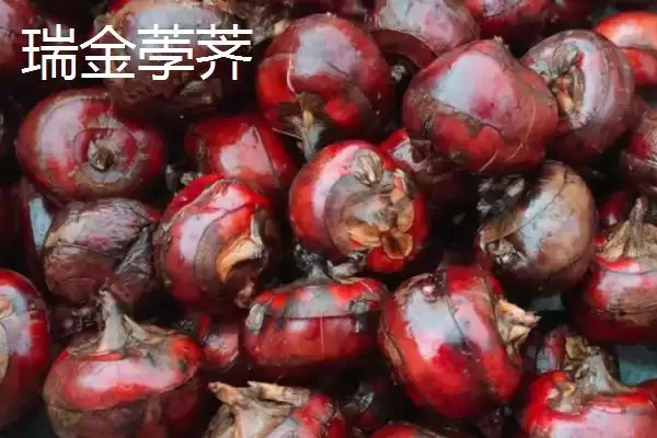 图片[3]-江西省瑞金市的特产 ,江西省瑞金市有啥特色美食-会东网