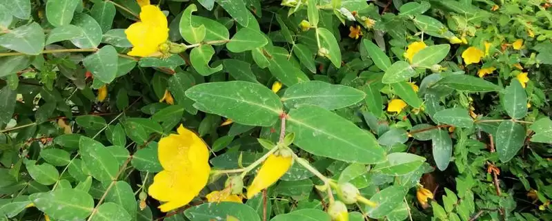 金丝梅的植物介绍 ,金丝梅是一种怎样的小灌木呢-会东网