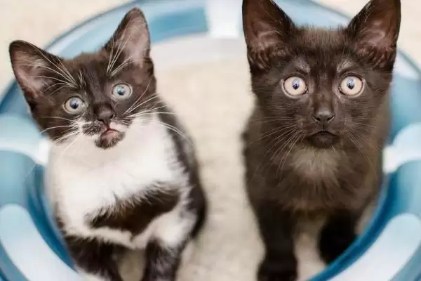 猫身上的跳蚤会传染给人吗 ,猫身上跳蚤是会传染给人的插图1 猫身上的跳蚤会传染给人吗 ,猫身上跳蚤是会传染给人的插图1