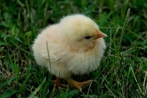 分辨小鸡公母方法的方法和重点？养鸡要做好哪些性别辨别工作？插图2