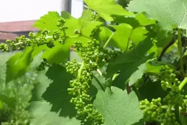 葡萄开花坐果期特点:全年新梢生长快的关键时期插图3 葡萄开花坐果期特点:全年新梢生长快的关键时期插图3