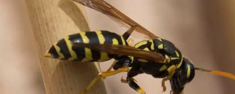 被马蜂蛰了多久出现反应,蜇了后会立即出现反应插图 被马蜂蛰了多久出现反应,蜇了后会立即出现反应插图