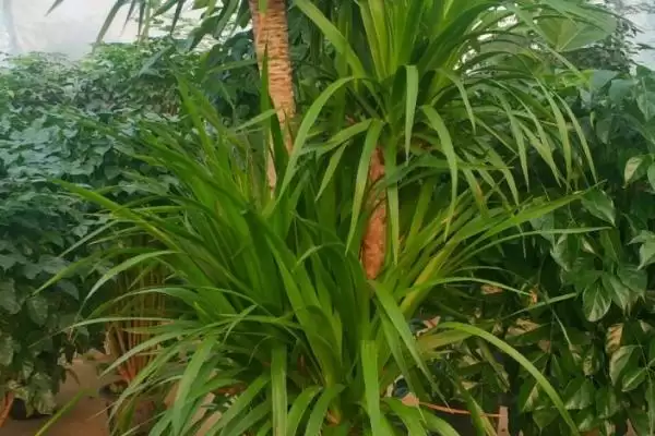 图片[9]-喜阳不怕晒植物集合：荷花、茉莉花、矮牵牛的阳光生活-会东网