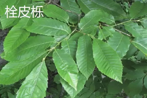 图片[4]-栎树的种类介绍 ,栎树有哪些主要的品种类型呢？-会东网