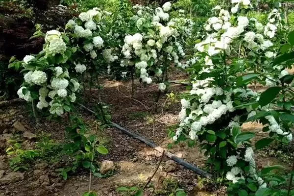 图片[3]-木绣球地栽的养护方法是怎样的呢,木绣球地栽最好栽种在半阴的环境当中-会东网