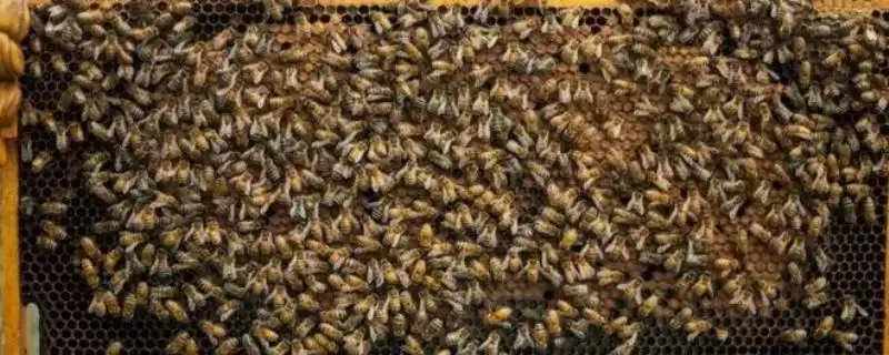 蜂螨如何产生,可交配繁殖或寄生在蜜蜂身上插图 蜂螨如何产生,可交配繁殖或寄生在蜜蜂身上插图