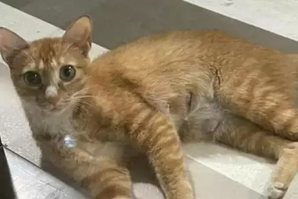 猫咪怀孕有哪些注意事项 ,猫咪怀孕需营养均衡并及时补钙插图3 猫咪怀孕有哪些注意事项 ,猫咪怀孕需营养均衡并及时补钙插图3