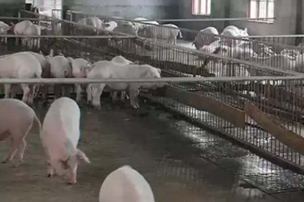 处理猪舍潮湿问题的方法和重点？养猪要做好哪些养殖环境优化细节？插图2