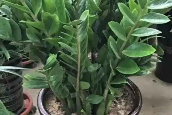 金钱树的繁殖方法 ,金钱树可采用哪些方法进行繁殖插图5 金钱树的繁殖方法 ,金钱树可采用哪些方法进行繁殖插图5