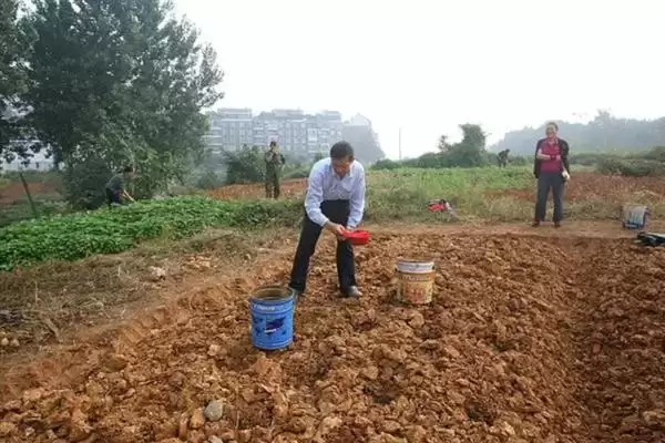 图片[3]-如何培育草莓种苗，畦面要保持疏松无草-会东网